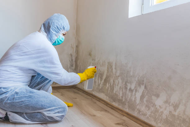 Professional mold removal team in Strasburg